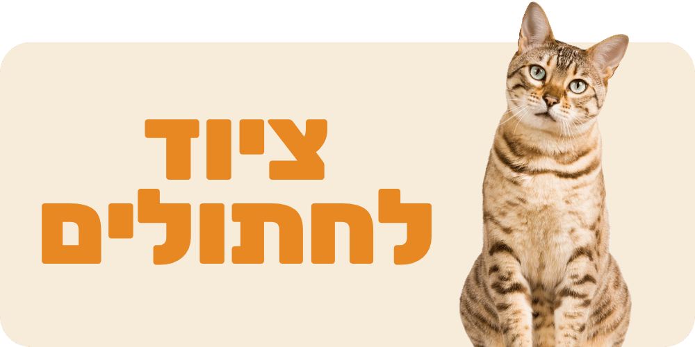 ציוד לחתולים
